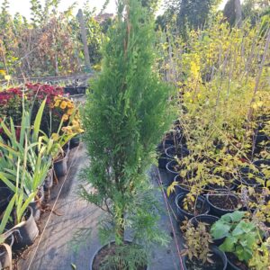 Туя Смарагд в саксия в разсадника – Thuja occidentalis ‘Smaragd’
