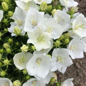 Кампанула карпатика бяла