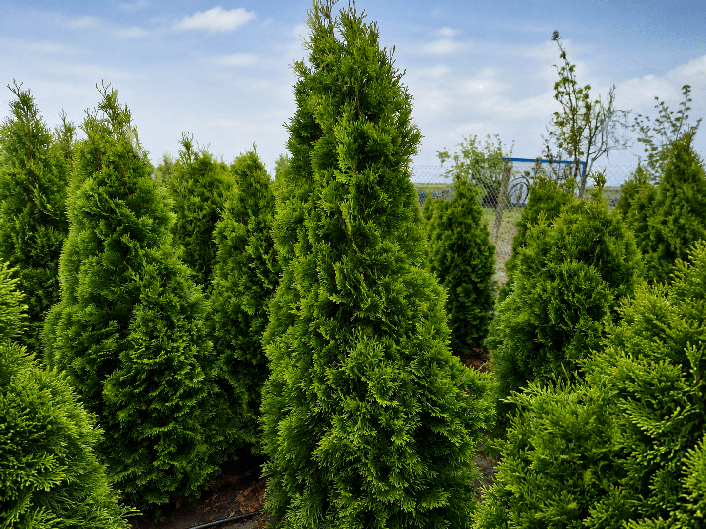 nursery section conifer detail