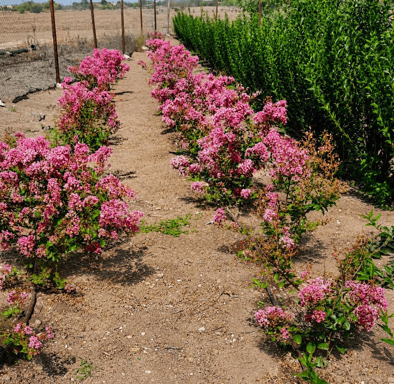 nursery section pink rows