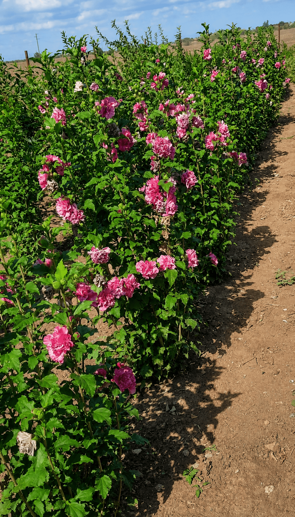 nursery section pink tall