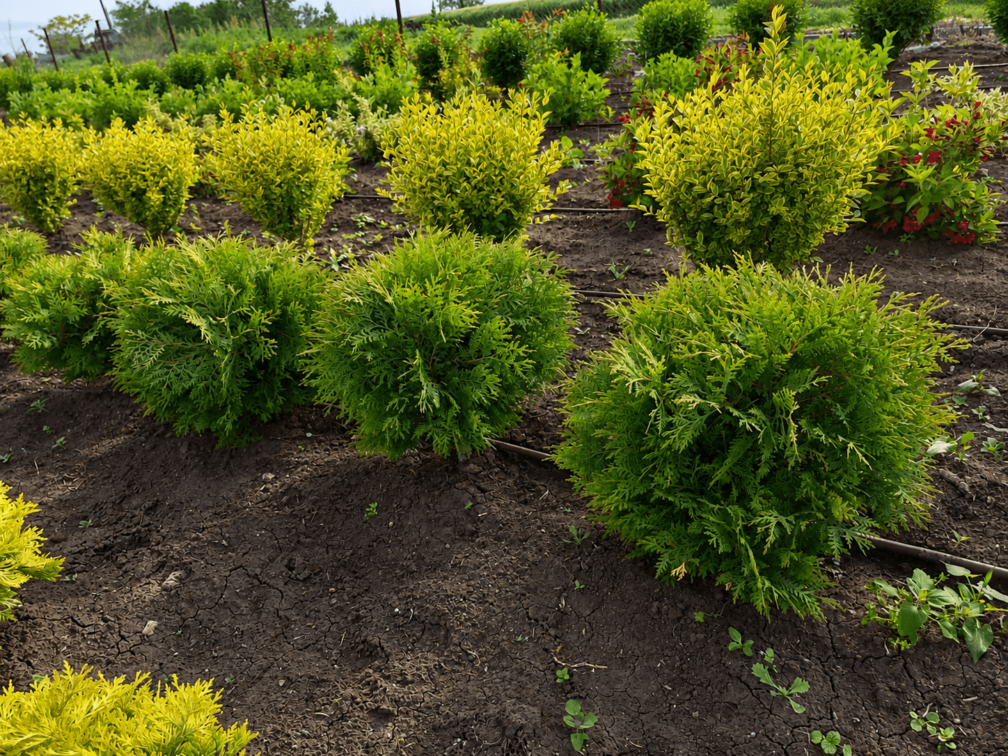 nursery section variegated shrubs