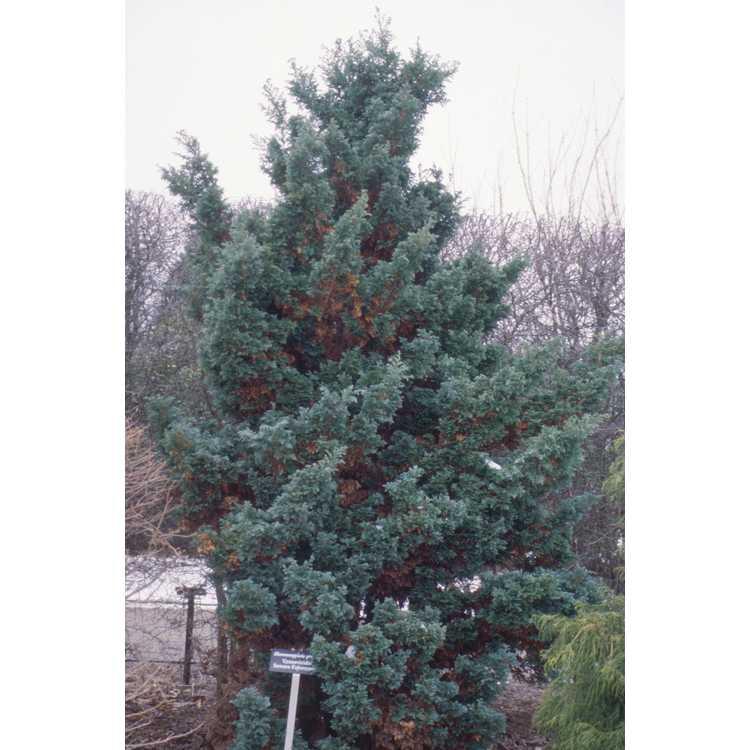 Грахов лъжекипарис (Chamaecyparis pisifera) — показан е сортът ‘Boulevard’.