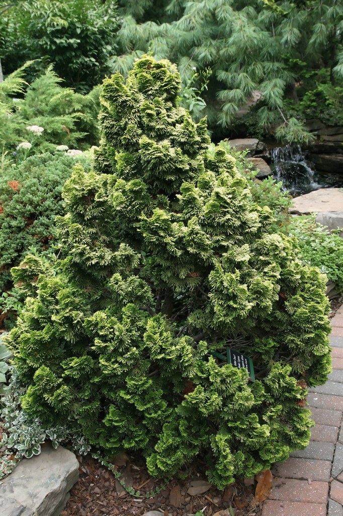 Тъп лъжекипарис, хиноки (Chamaecyparis obtusa) — показан е сортът ‘Nana Gracilis’.
