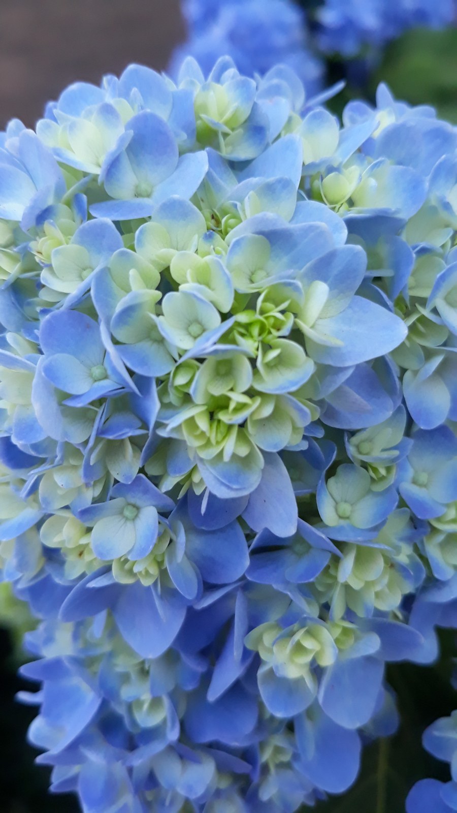 Hydrangea macrophylla — едролистна хортензия