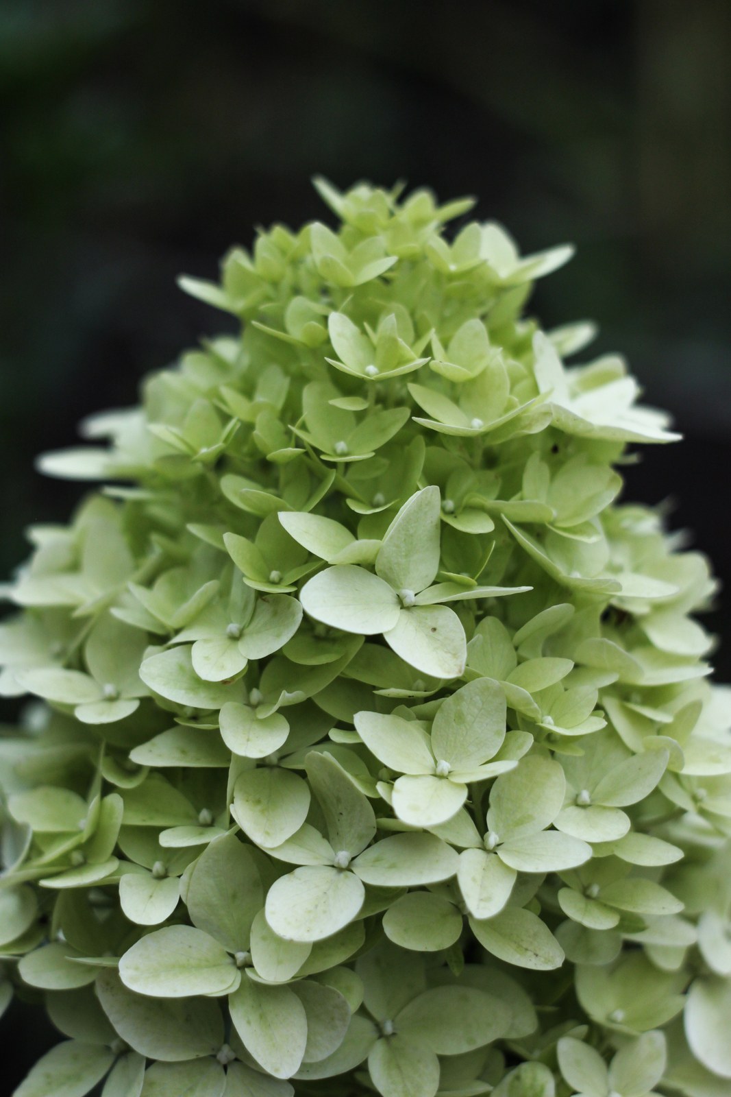 Hydrangea paniculata — метличеста хортензия