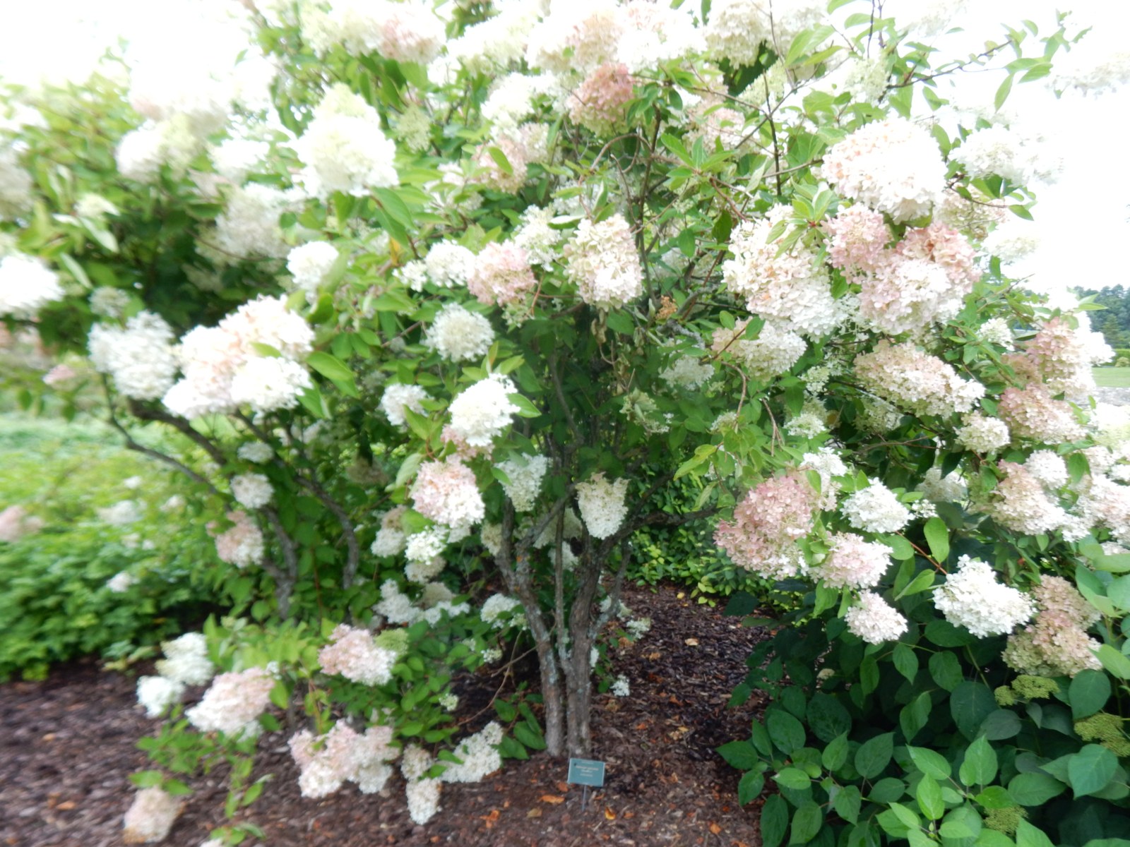 Метличеста хортензия „Grandiflora“ — разклонения и общ изглед