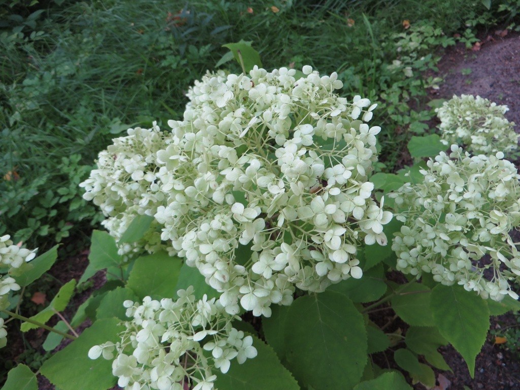 Hydrangea arborescens ‘Annabelle’ — дървовидна хортензия