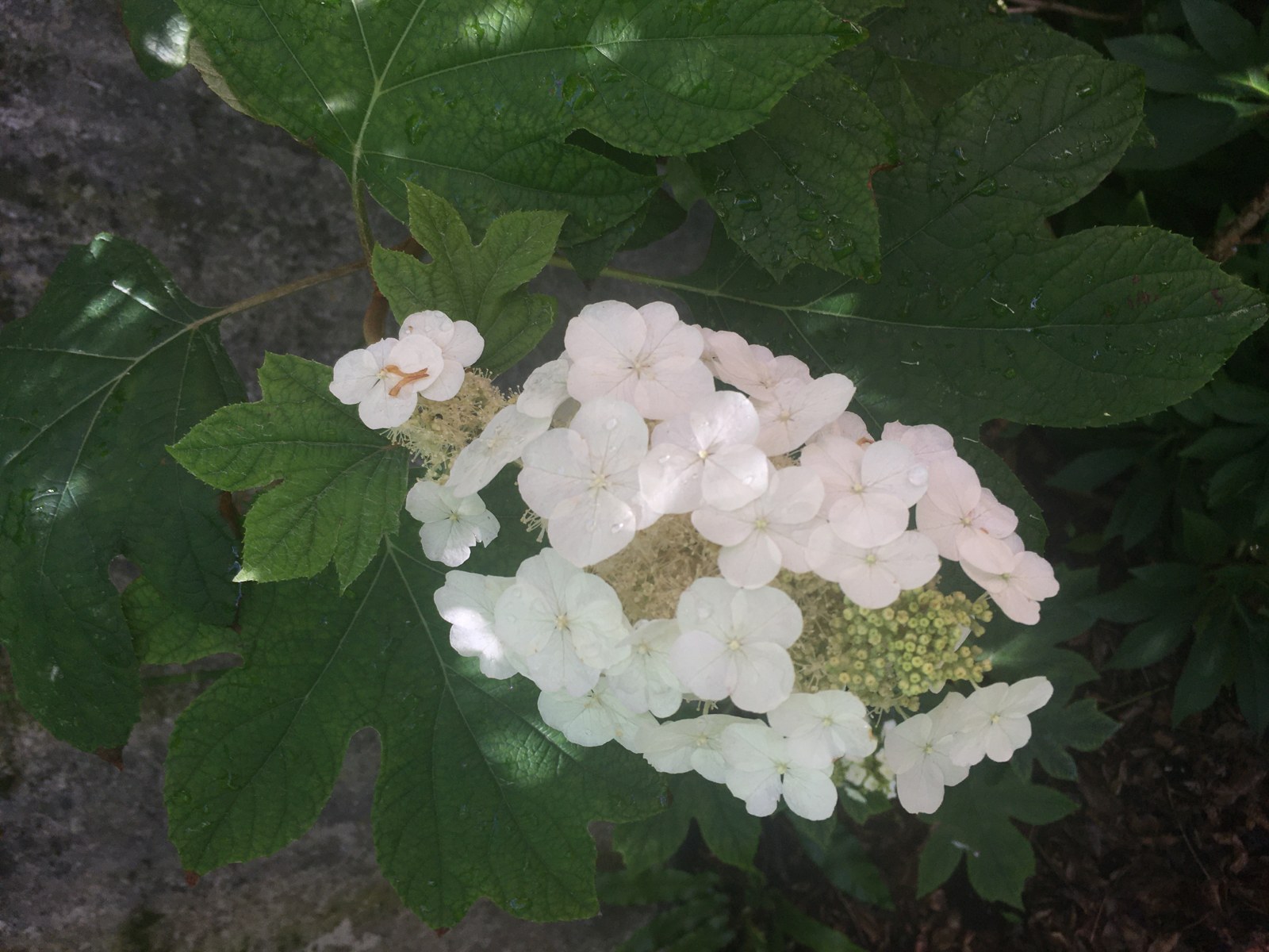 Hydrangea quercifolia — дъболистна хортензия