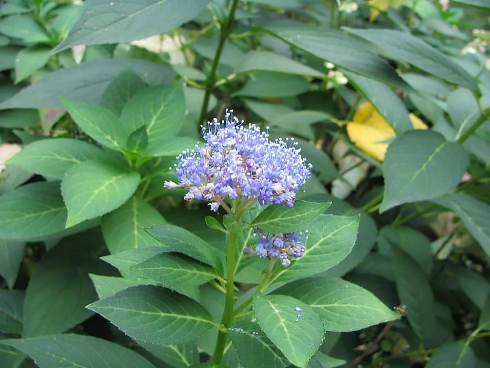 Hydrangea serrata ‘Bluebird’ — планинска хортензия