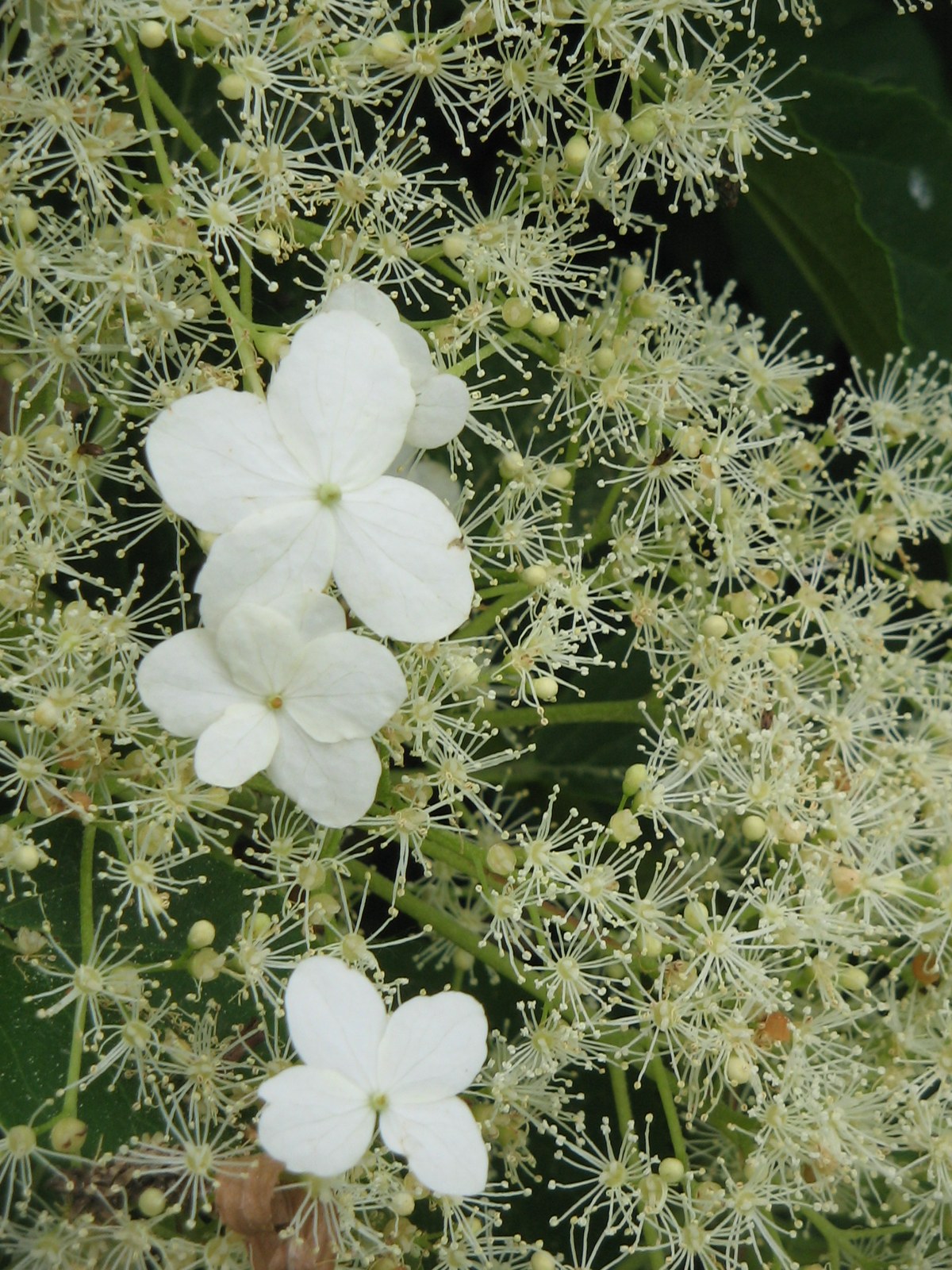 Hydrangea anomala subsp. petiolaris — катерлива хортензия