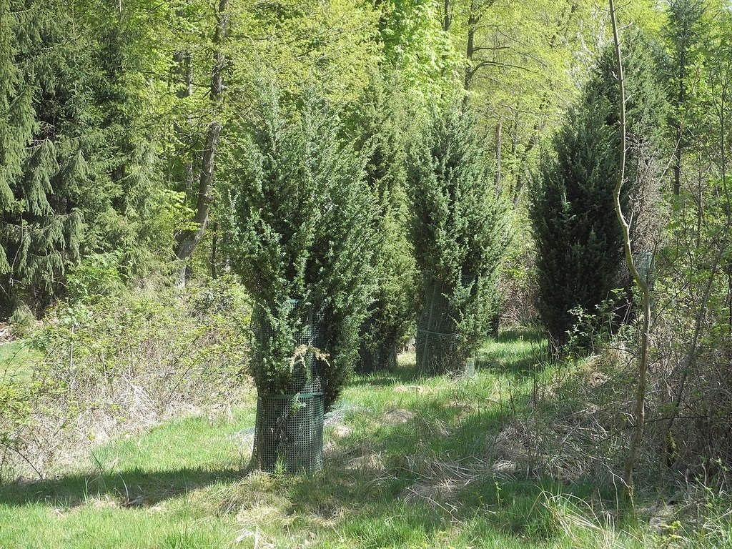Обикновена хвойна ‘Hibernica’ — декоративна изправена форма с плътна, стройна корона.