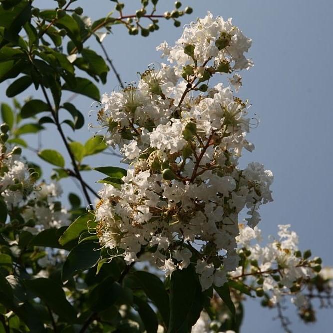 „Natchez“ — бели съцветия; едра форма с декоративна кора.
