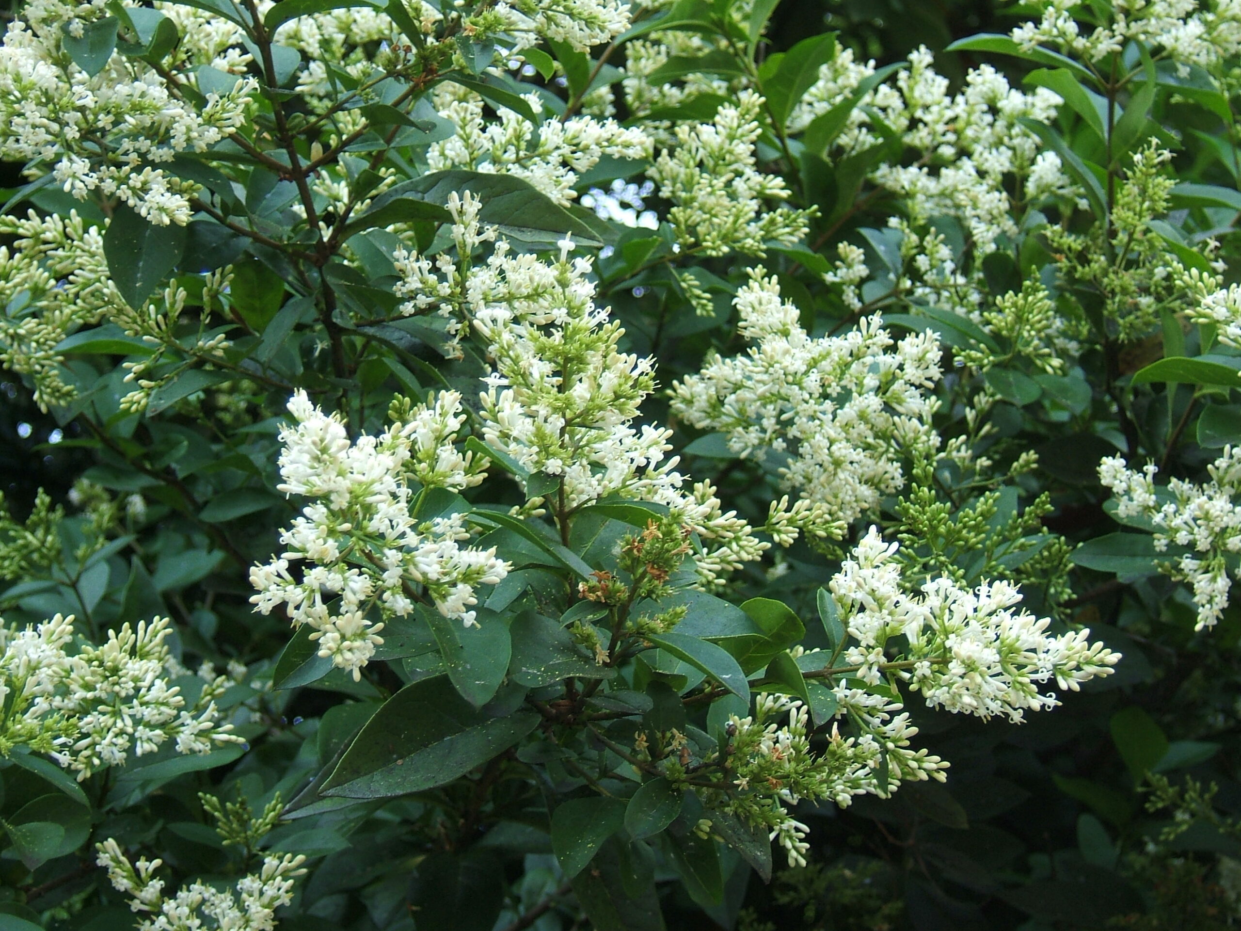 Листа и цветове на Ligustrum ovalifolium. При често подстригване цъфтежът е ограничен.