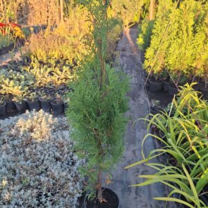 Туя фастигиата в саксия — реална снимка от разсадника на Estel Garden