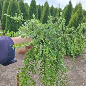 Лоницера нитида Мейгрюн (Lonicera nitida ‘Maigrün’) – растение с дребни зелени листа от разсадника