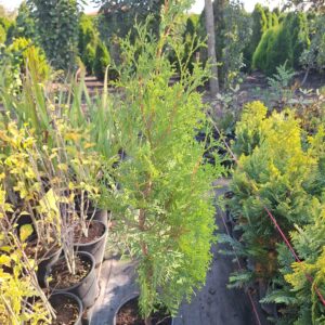 Туя Фастигиата (Thuja occidentalis Fastigiata) 70–80 см в саксия 2 л
