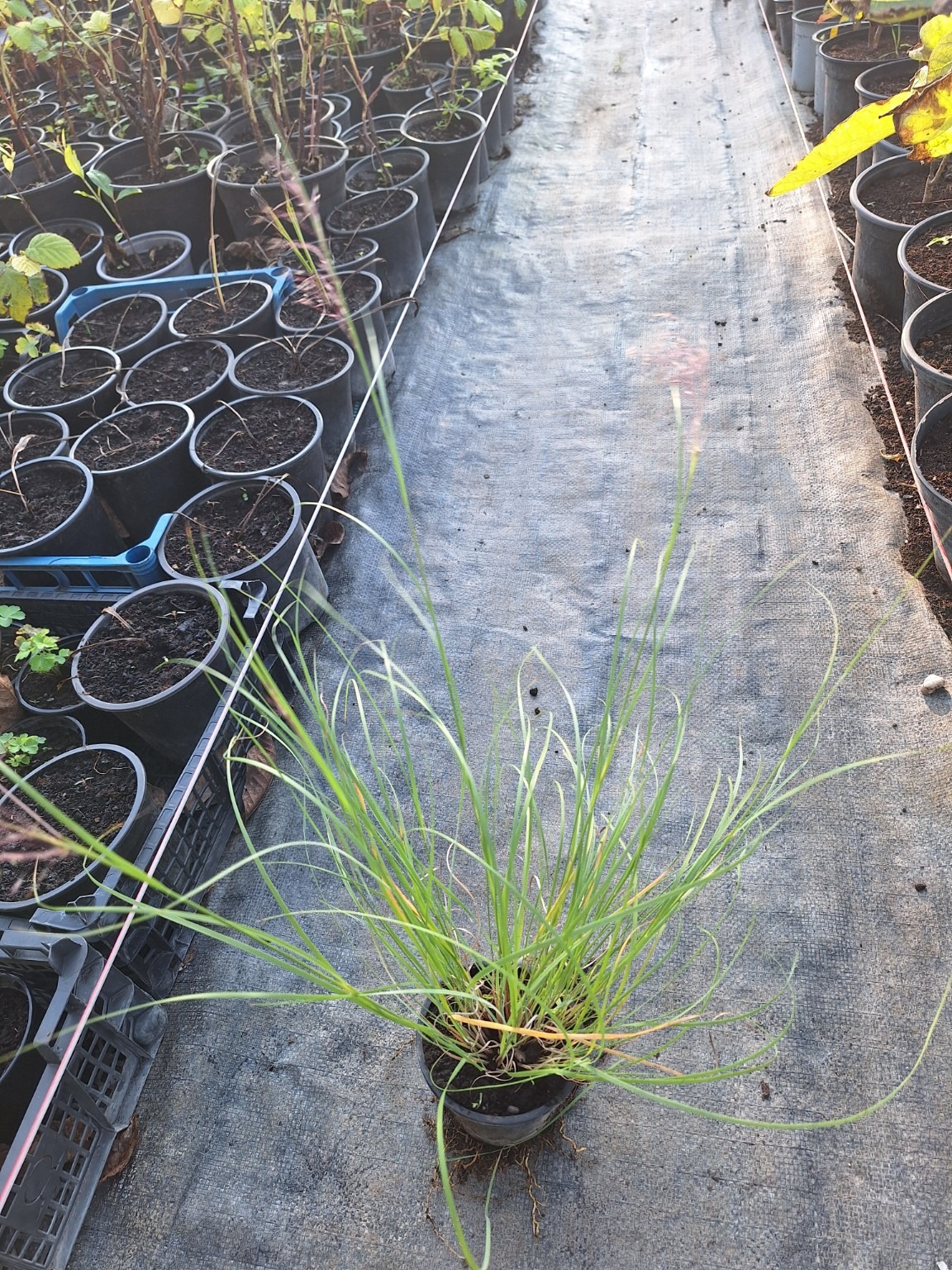 Ерагростис спектабилис 2 Ерагростис спектабилис в саксия — снимка от разсадника