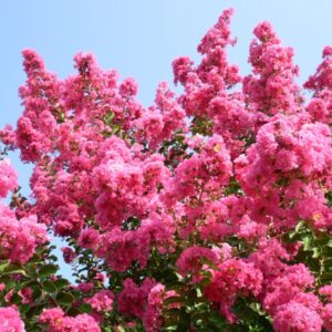 Лагерстремия индика розова (Lagerstroemia indica) с обилен розов цъфтеж