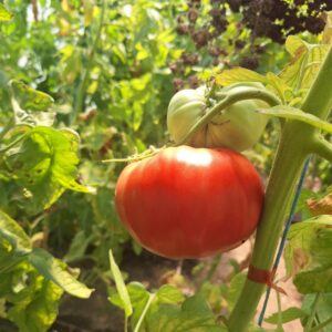 Всички семена 18 Градински домат на растението — реална снимка от Estel Garden
