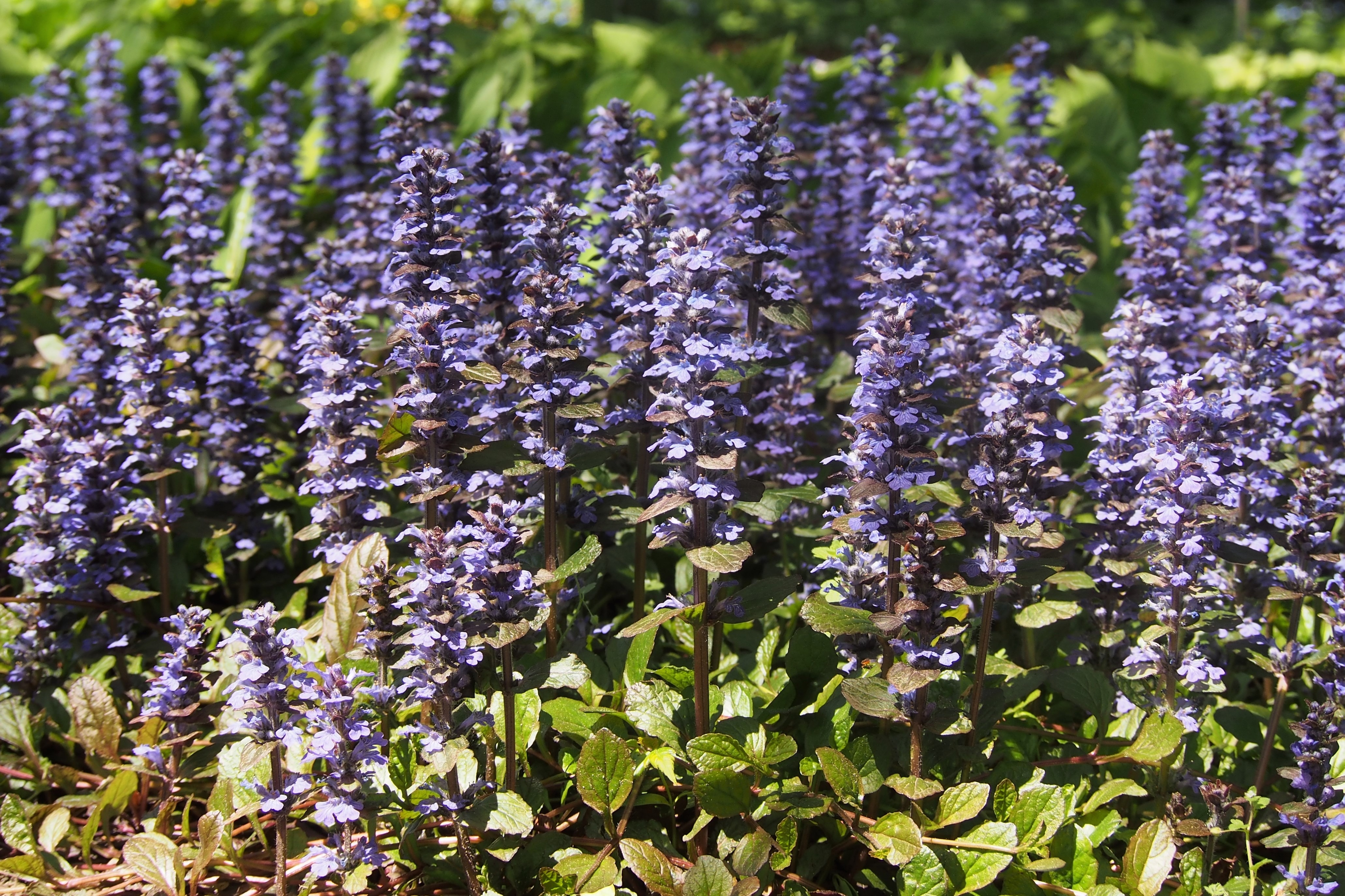 Аюга — цветен килим за градината и извън цъфтежа 14 Ajuga ‘Atropurpurea’ — сортова снимка