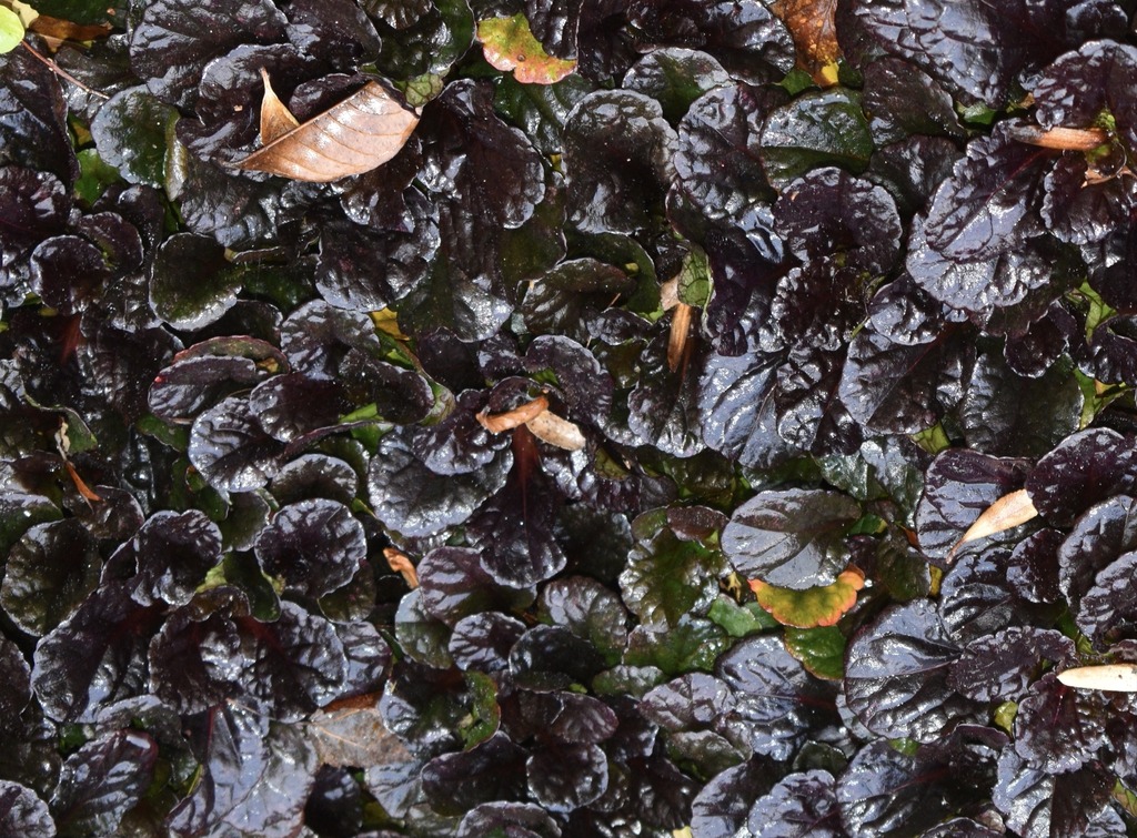 Аюга — цветен килим за градината и извън цъфтежа 15 Ajuga Black Scallop — сортова снимка