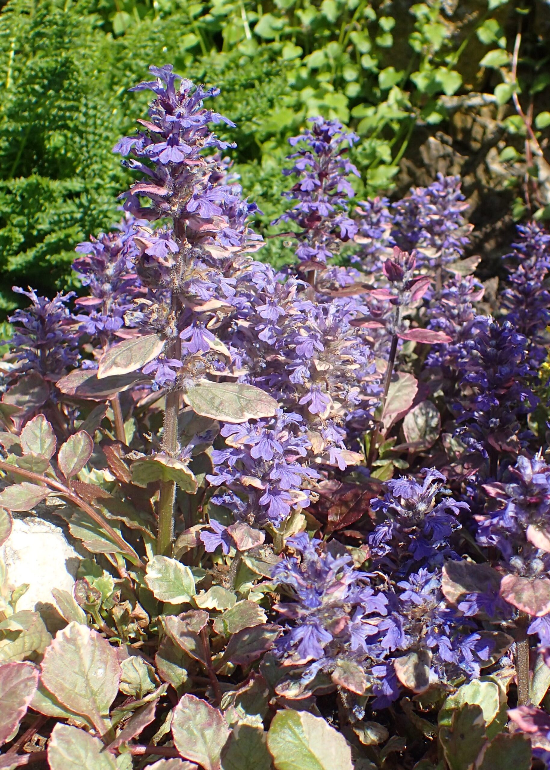 Аюга — цветен килим за градината и извън цъфтежа 16 Ajuga ‘Burgundy Glow’ — сортова снимка