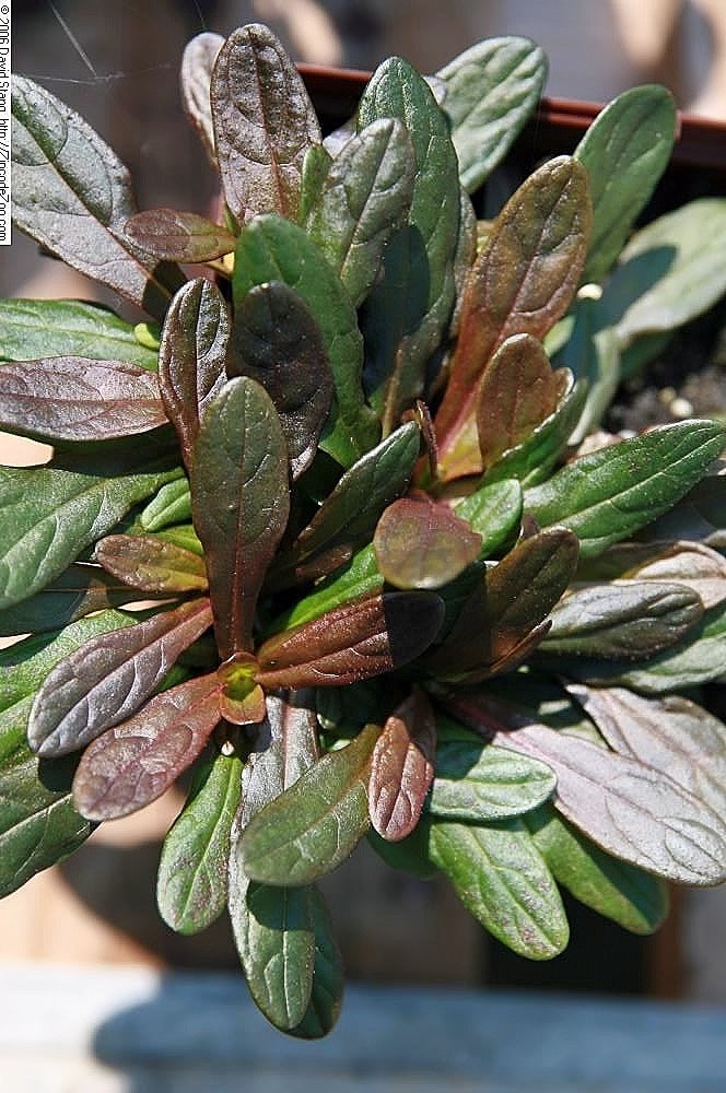 Аюга — цветен килим за градината и извън цъфтежа 18 Ajuga Chocolate Chip — сортова снимка