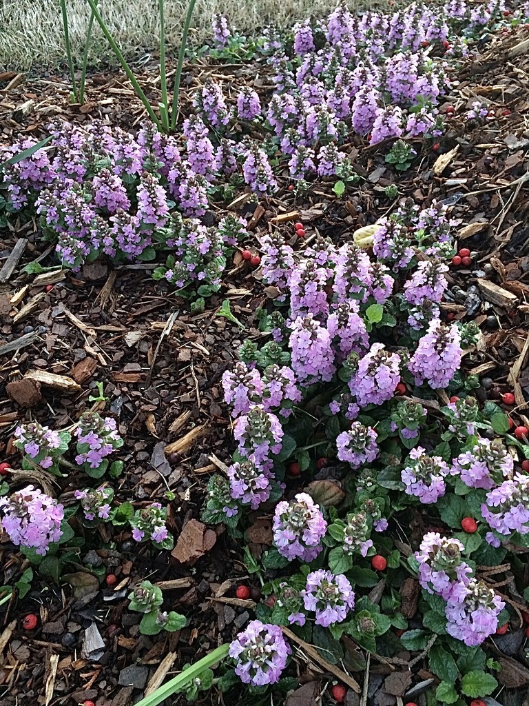 Аюга — цветен килим за градината и извън цъфтежа 19 Ajuga ‘Pink Lightning’ — сортова снимка