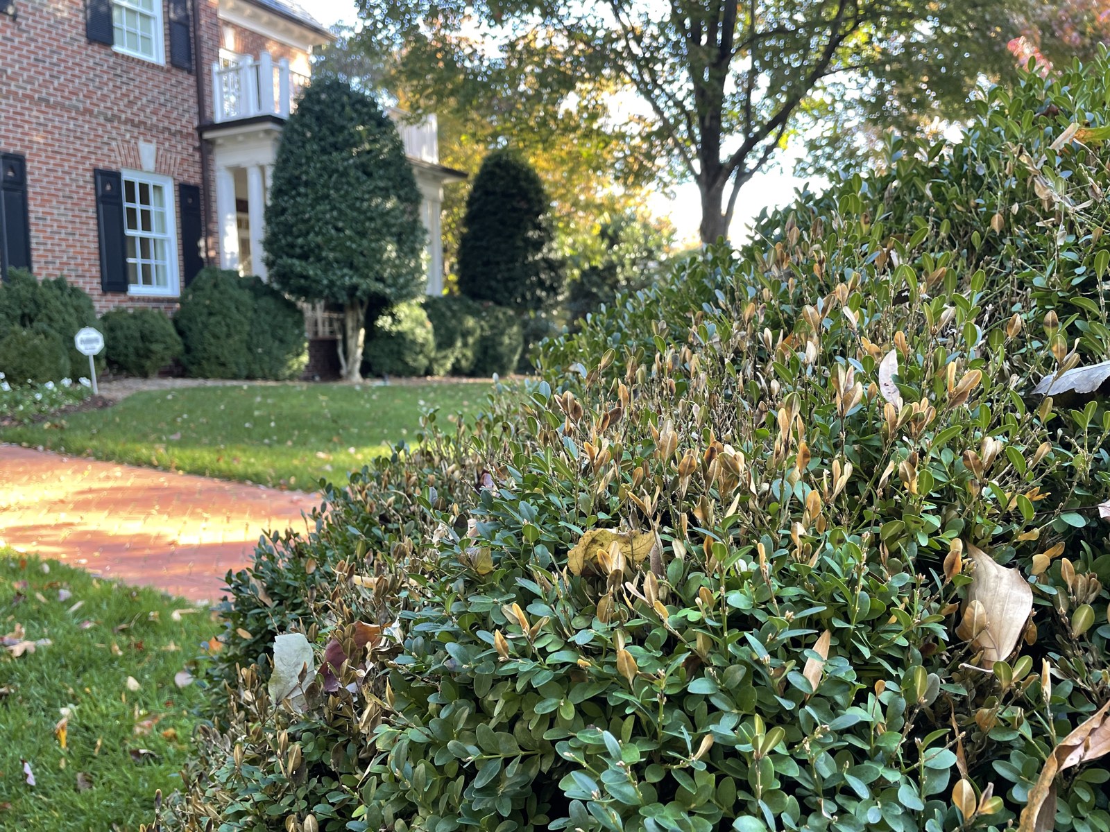 Кафенеещи участъци в насаждение, описано от автора като засегнато от boxwood blight. Общият вид се оценява заедно с признаците по листата и стъблата.