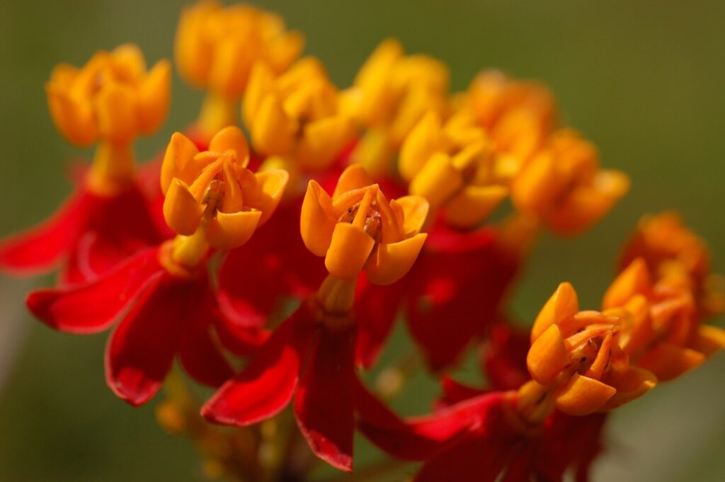 Червено-жълти цветове на Asclepias curassavica
