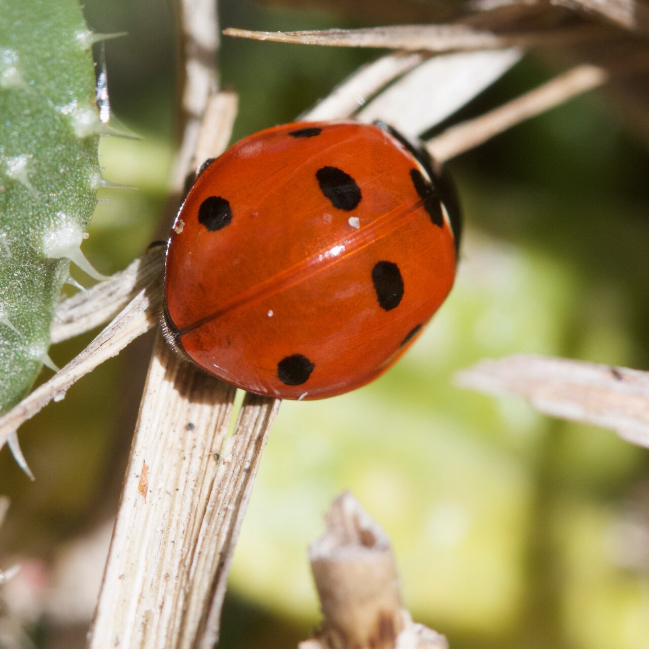 Възрастна седемточкова калинка (Coccinella septempunctata).
