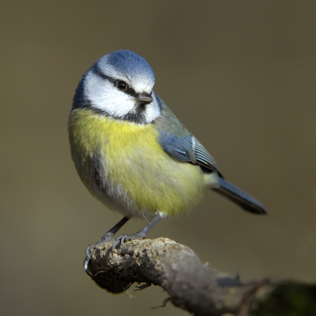 Син синигер (Cyanistes caeruleus) — една от птиците, които можем да срещнем в градини с дървета и храсти.