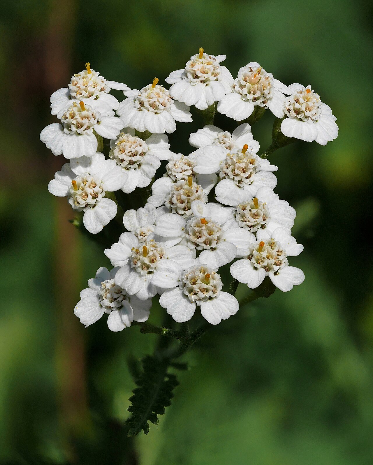 Белият равнец (Achillea millefolium) има съцветия от множество дребни цветове.