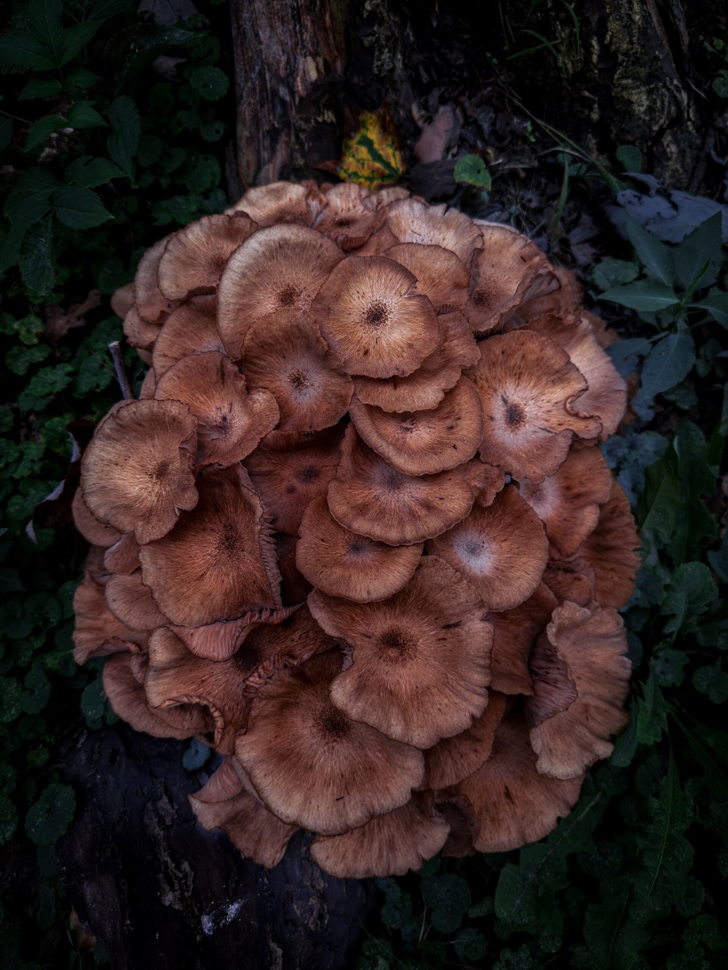 Меденооцветени гъби Armillaria, събрани на гъста туфа