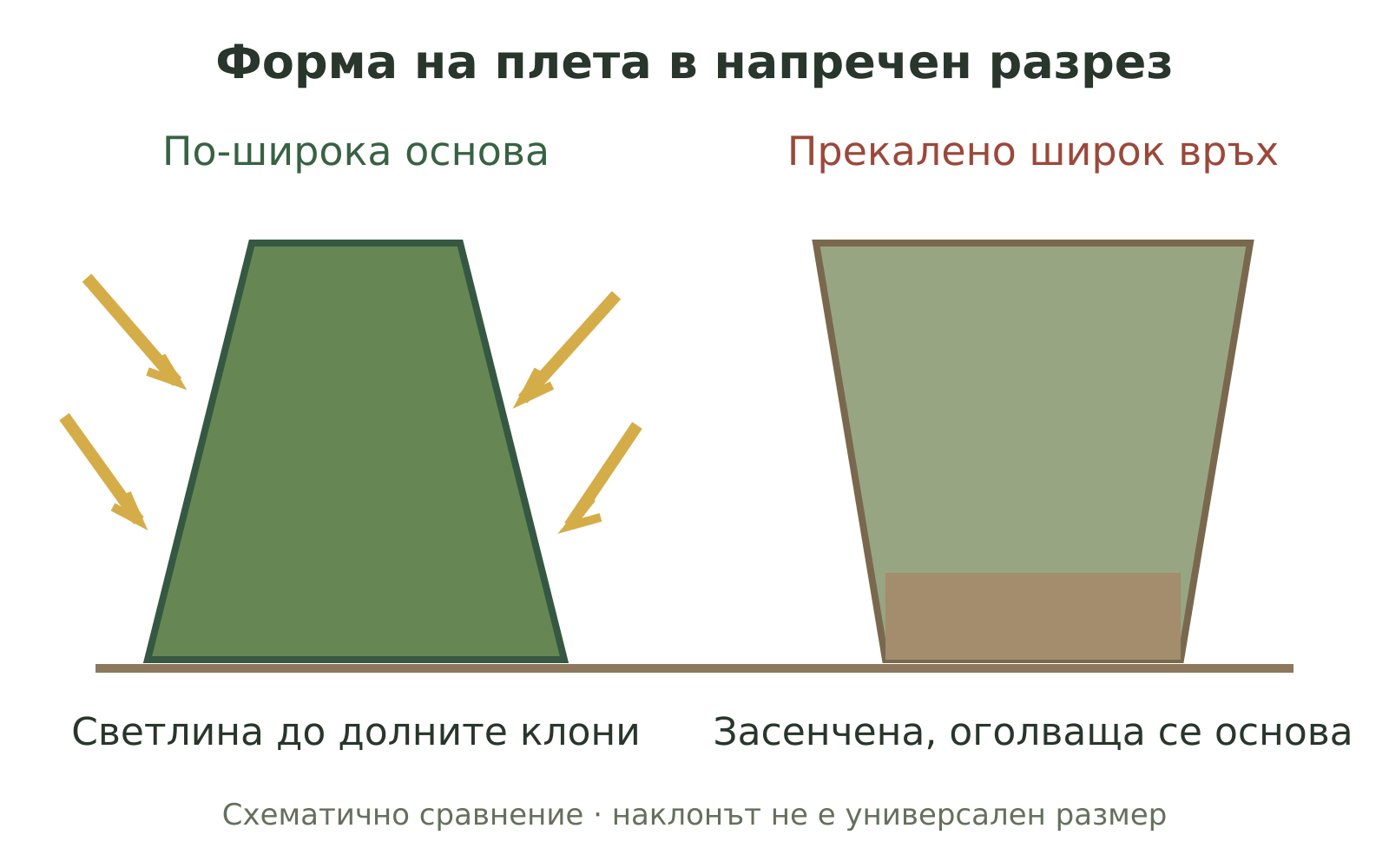 Правилен профил на жив плет: основата е по-широка от върха
