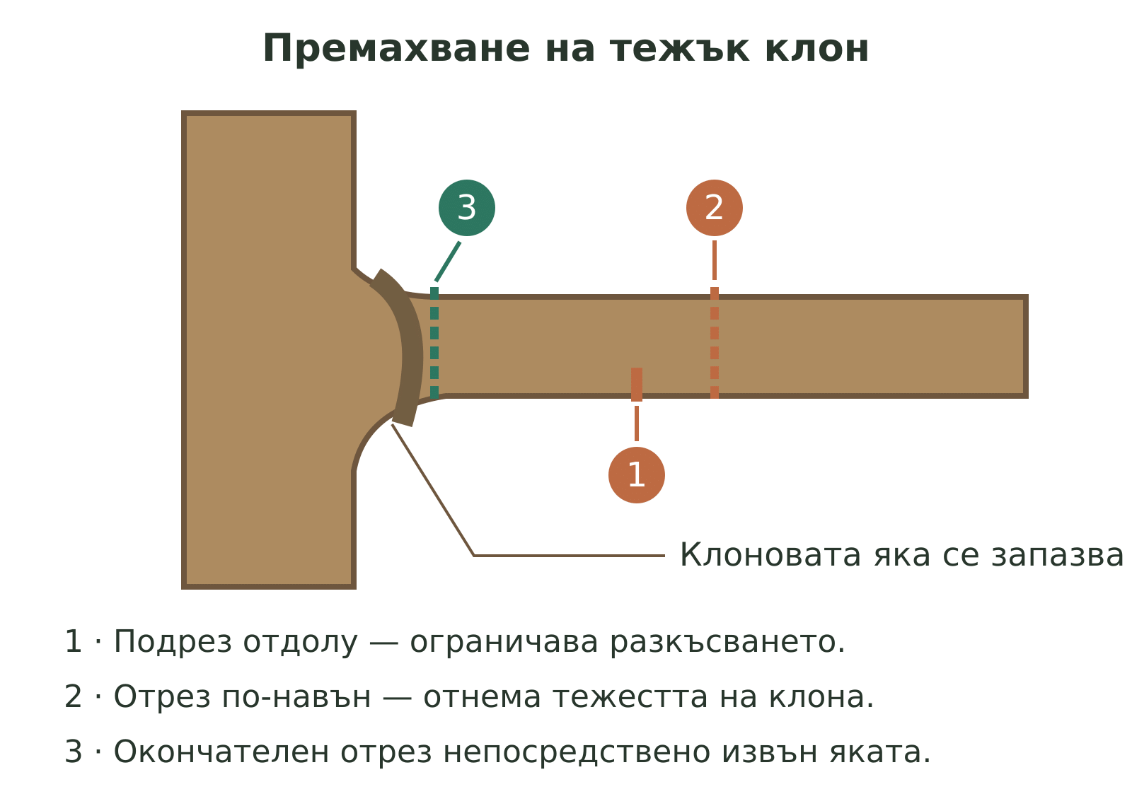 Три отреза при премахване на тежък клон