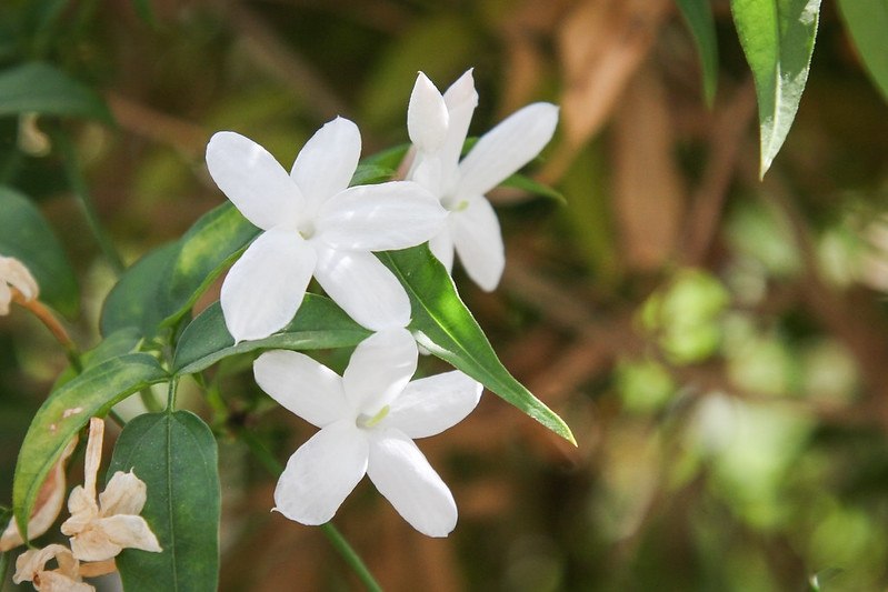 Белите ароматни цветове на Jasminum officinale. Снимка: Maja Dumat, CC BY 2.0, чрез NC State Extension.