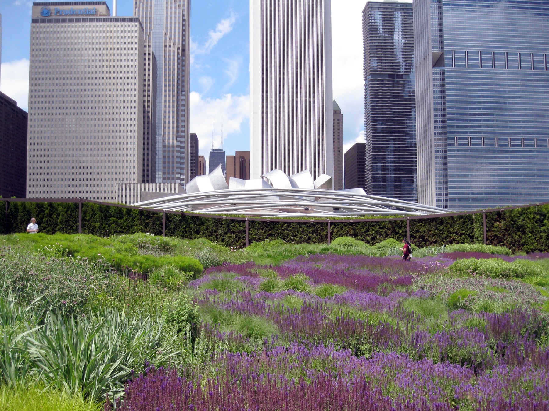 Лилави цветни масиви в Lurie Garden на фона на небостъргачите в Чикаго