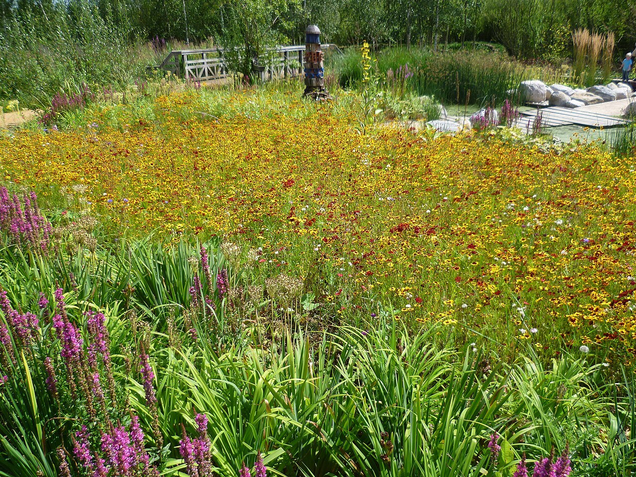 Цъфтяща дъждовна градина в London Wetland Centre