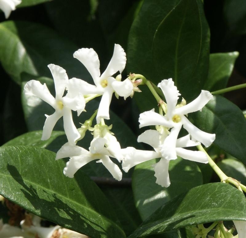 Trachelospermum jasminoides: прости кожести листа и бели цветове с извити венчелистчета