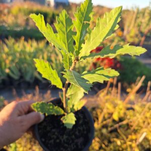 Дъб Цер (Quercus cerris), младо растение 20–30 см в саксия 1–2 л с насечени зелени листа