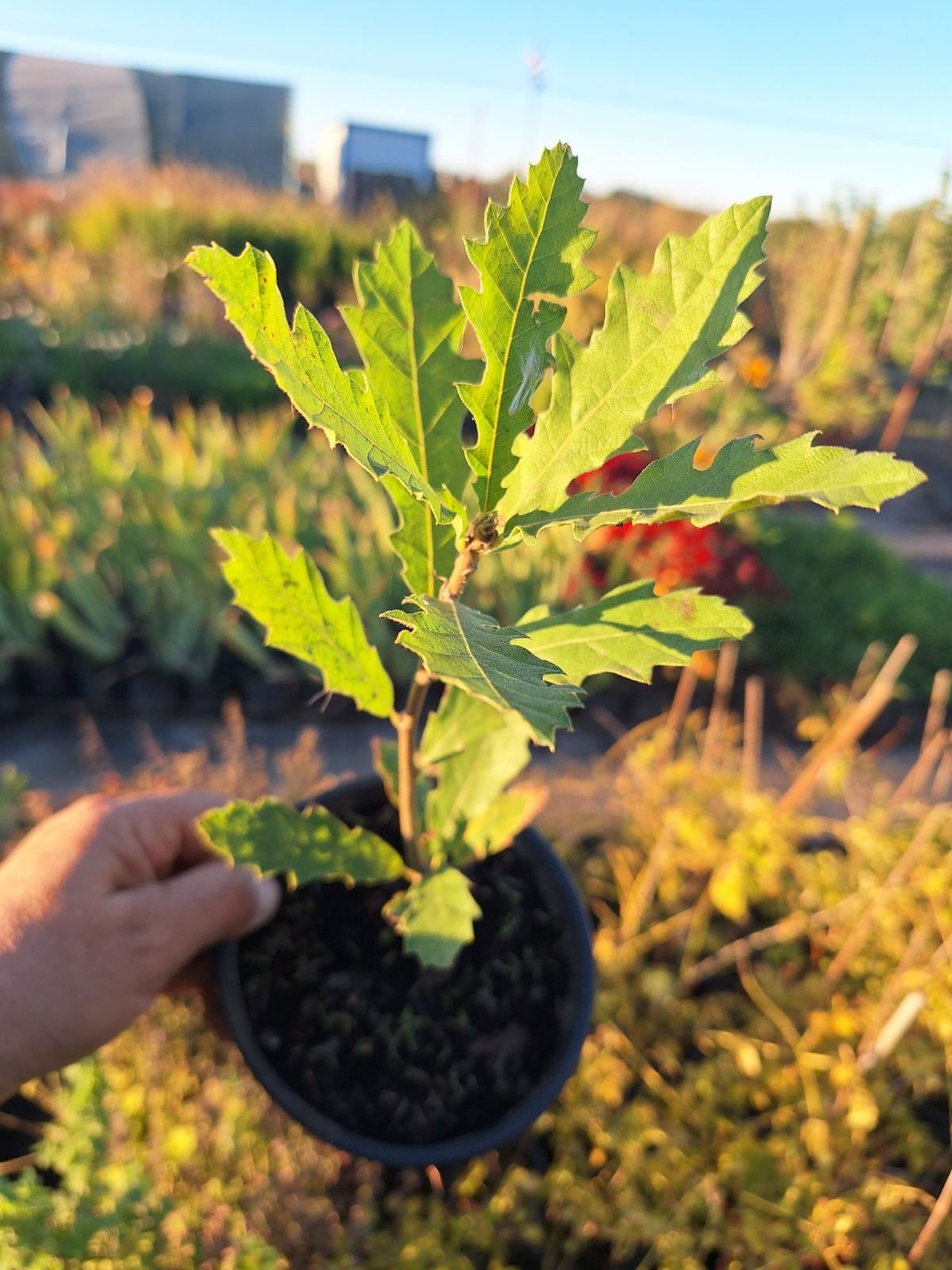 Дъб Цер 1 Дъб Цер (Quercus cerris), младо растение 20–30 см в саксия 1–2 л с насечени зелени листа
