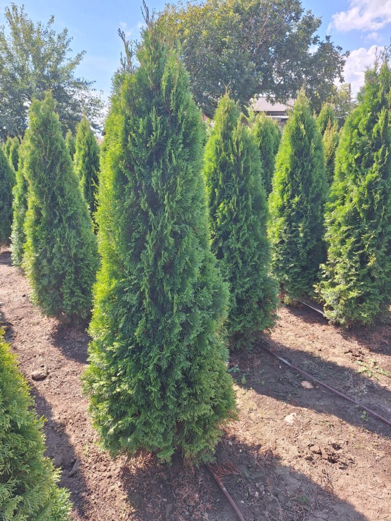 Добре развити зелени туи. Снимка: Estel Garden.